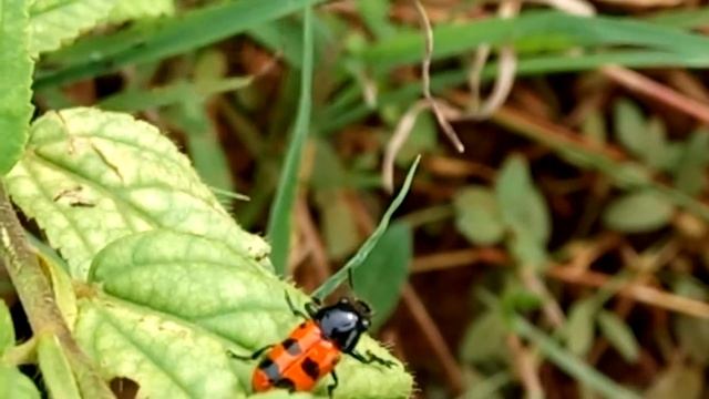 Clytra | Clytrini | Four Spotted Leaf Beetle | Insects смотреть онлайн