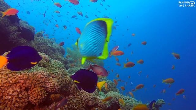 Underwater Colorful Fish