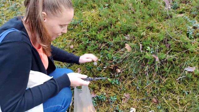 Сюда за грибами нужно с прицепом / Aiz Sēnēm Laugstiņos Jāņem Piekabi / Mushrooms In  Latvia 4k