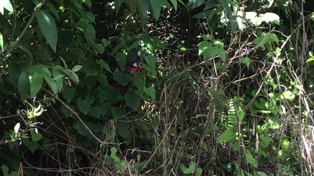 オオベニモンアゲハ Atrophaneura polyeuctes　台湾松崗 SongGang Nantou County　2016/06/05 Butterfly of Taiwan смотреть онлайн