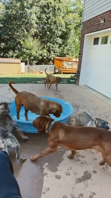 NALA THE PREGNANT FRENCH MASTIFF #trending #short #dog #youtubeshorts #doguedebordeaux #viral смотреть онлайн