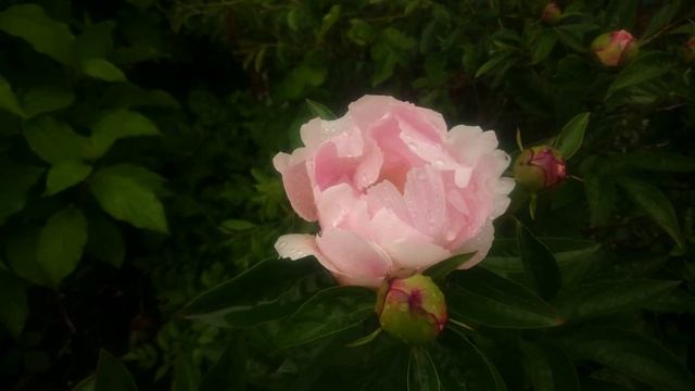 Paeonia Chiffon Clouds смотреть онлайн