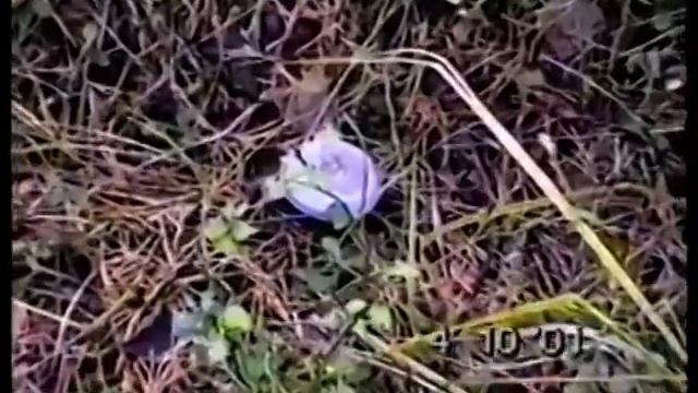 Рядовки Фиолетовые в лесу Телеши Кот Васька Ужи смотреть онлайн