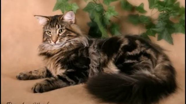 10 пушистых пород котЭ *:3 смотреть онлайн