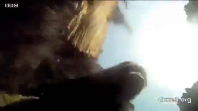 Первые видеокадры, снятые гориллой.mp4 смотреть онлайн