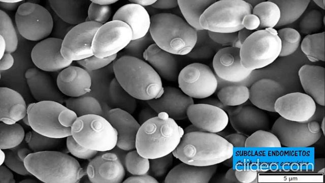 BIOLOGÍA_3RO SEC_SEM08_IITRIM смотреть онлайн