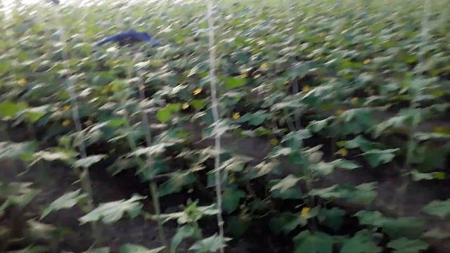 Фитоспорин АС. Биофунгицид для профилактики #землядел # фитоспорин смотреть онлайн