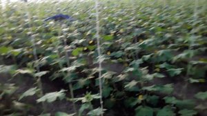 Фитоспорин АС. Биофунгицид для профилактики #землядел # фитоспорин