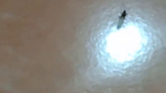 Rayap Bersayap (Kalotermes Flavlcollis) Jungkirbalik dan Muter Pada Cahaya смотреть онлайн