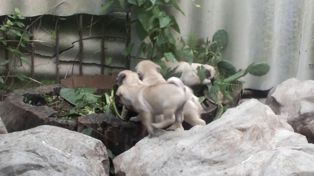 мопсята-опята