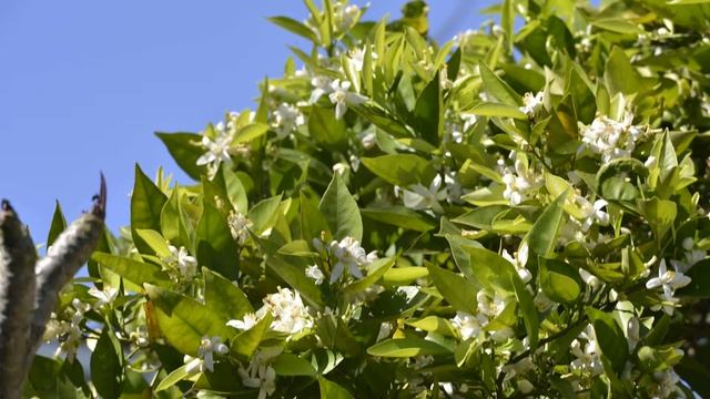 Orange Blossom Insect Traffic Time Lapse смотреть онлайн