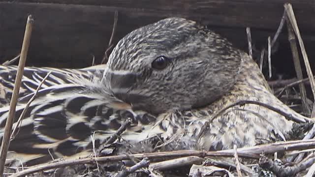Утка на участке села на яйца. Кошки тут как тут смотреть онлайн
