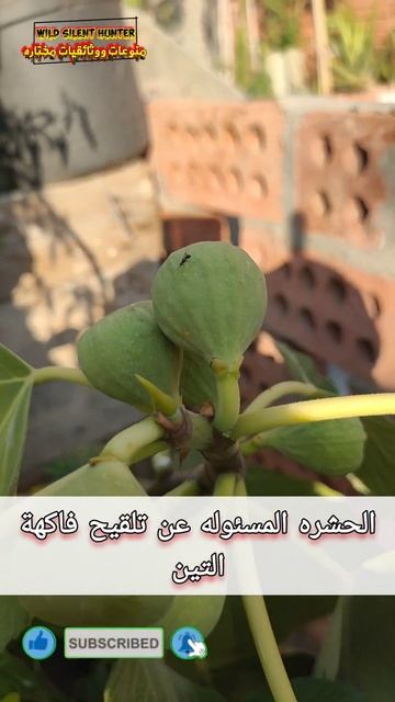 الحشرة التي بدونها لن نأكل فاكهة التين #حشرات #معلومات #منوعات_ووثائقيات_مختاره #nature смотреть онлайн