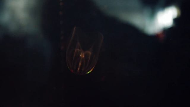 Ctenophore groups смотреть онлайн