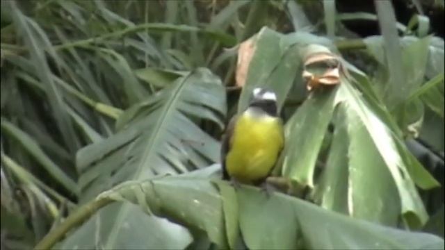 Eames Snowboarding Video смотреть онлайн