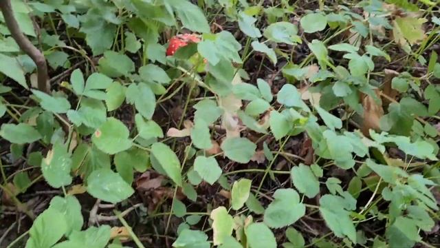 Тихая охота на грибы!!!