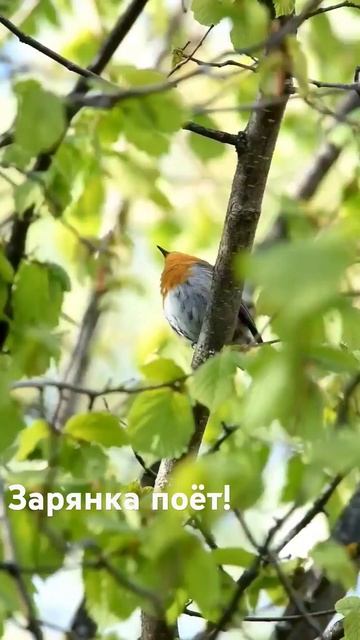 Зарянка (малиновка). #video #весна #bird #birds #spring #nature #birdslover смотреть онлайн