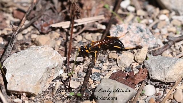 BLACK & YELLOW MUD DAUBER, Sceliphron caementarium cleaning, foraging смотреть онлайн