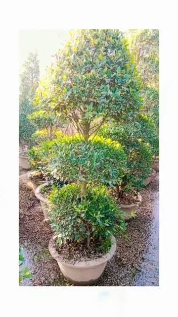 three Head semi ficus kon #plantspakistan #Tree #Plantsofnurseryfarm смотреть онлайн