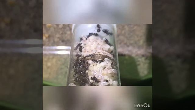 Crematogaster Auberti смотреть онлайн