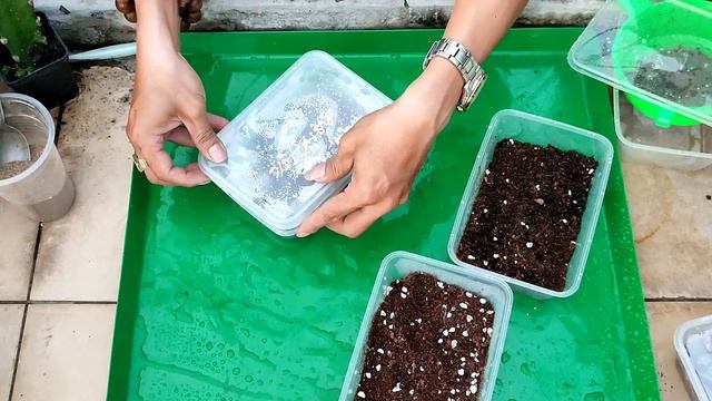 How to harvest and grow Astrophytum Asterias cactus from seed смотреть онлайн