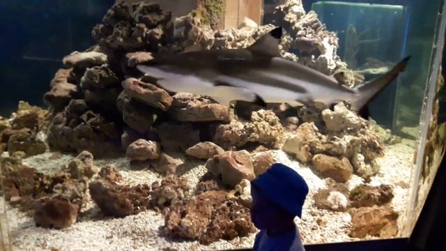 Мальчик и акулы. Сытые акулы. Аквариум с акулами смотреть онлайн