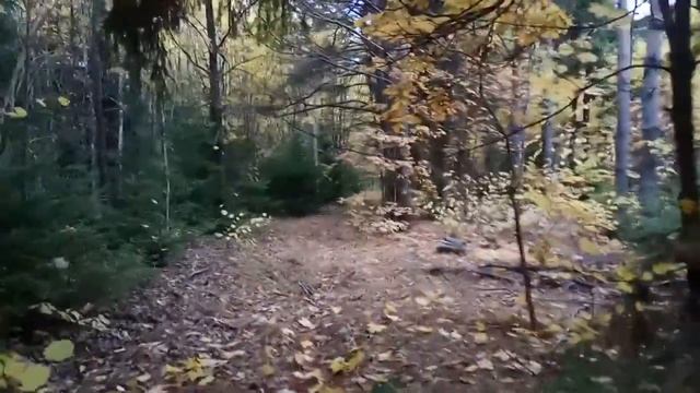 Поход в лес за грибами