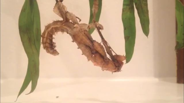 Extatosoma tiaratum Molt смотреть онлайн