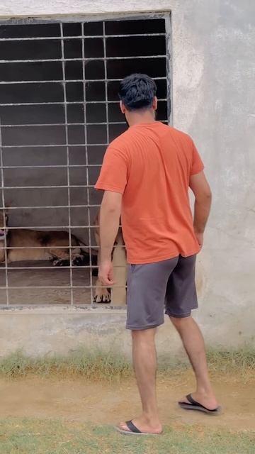 African Lion Attacked#lion #shots #attack #Usama's Tigers смотреть онлайн