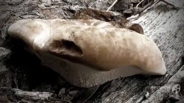 Rigidoporus Laetus - Fungi Kingdom