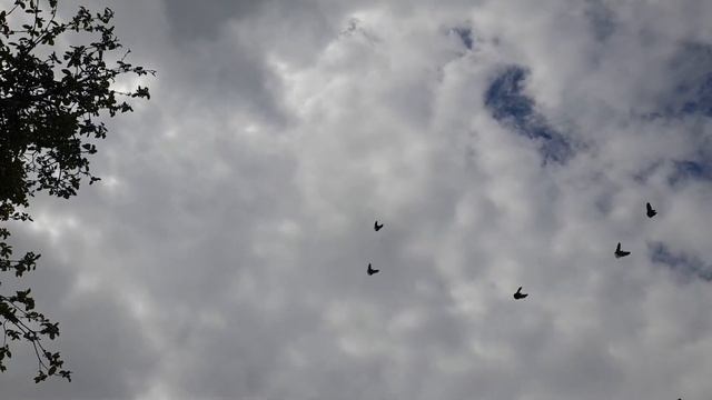 Николаевские голуби смотреть онлайн