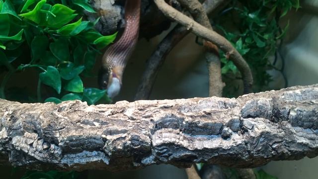 Boiga nigriceps feeding time-lapse смотреть онлайн