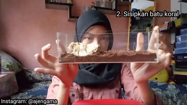 Cara Mudah Set up Kandang Tarantula | Brachypelma hamorii смотреть онлайн