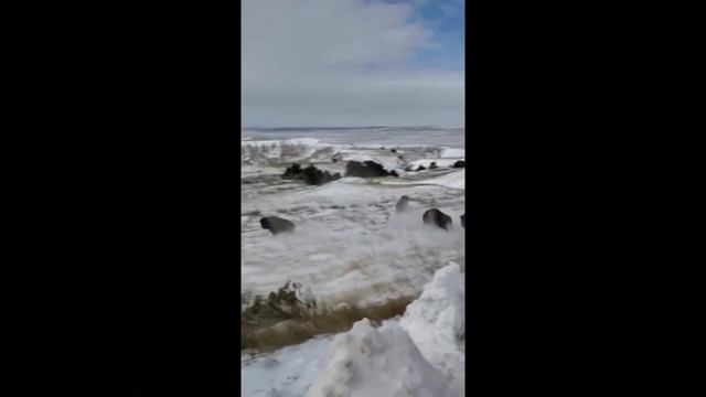 Bison return to land of their ancestors in US смотреть онлайн