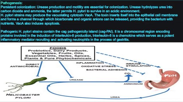 L1: GIT Flora & H. pylori смотреть онлайн