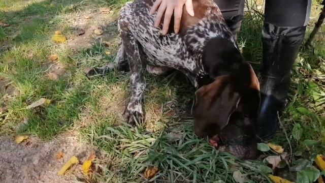 Viog: Сказочный лес 🌲🍂🌳Профи в грибах😂 смотреть онлайн
