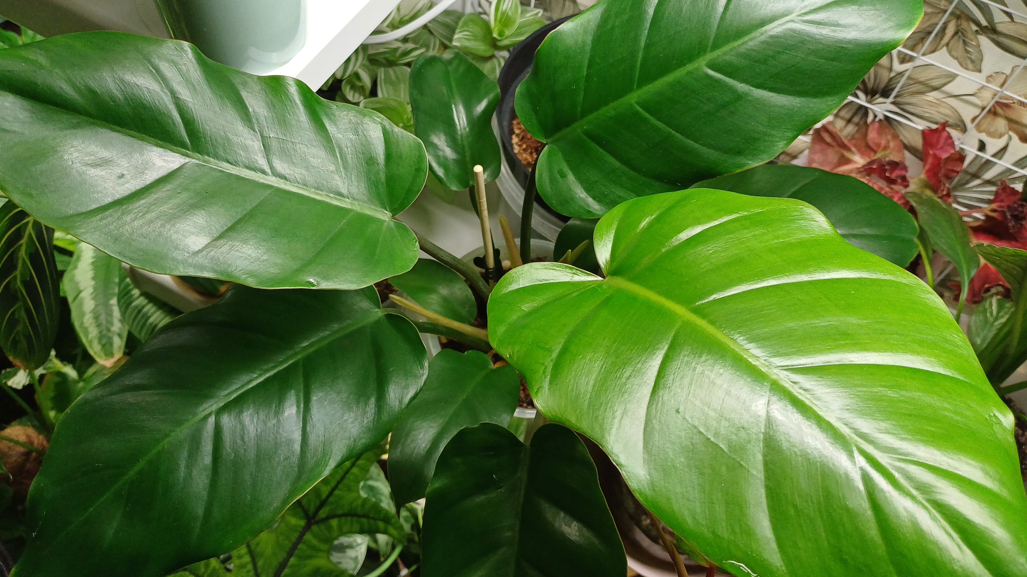 Дела цветочные🪴 Поливочный день💧💧💧 смотреть онлайн