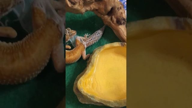 Линька эублефара