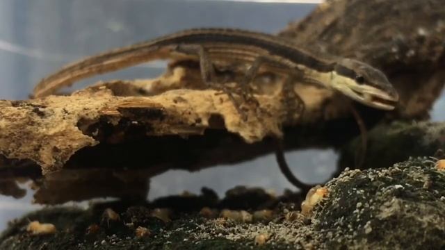 Ulasan Singkat, Kadal Rumput Ekor Panjang смотреть онлайн