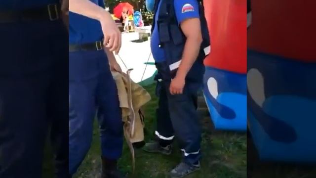 В Благовещенске змея заползла на детскую площадку смотреть онлайн