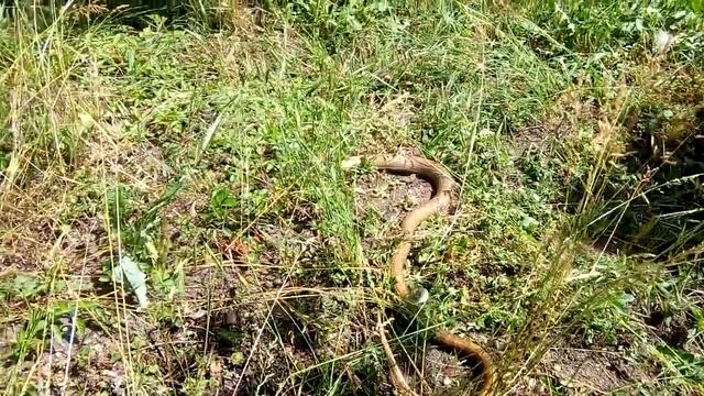 Змея хотела украсть утёнка и была наказана смотреть онлайн