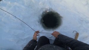 (24). Рыбалка, что попало на крупного живца? 04.12.2021