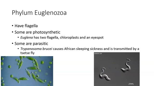 TCCTaxonomy Lab 1 смотреть онлайн