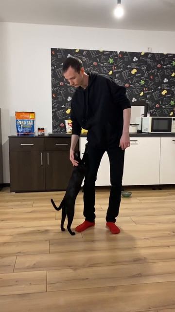 Дрессированный кот😆 #ориенталы смотреть онлайн