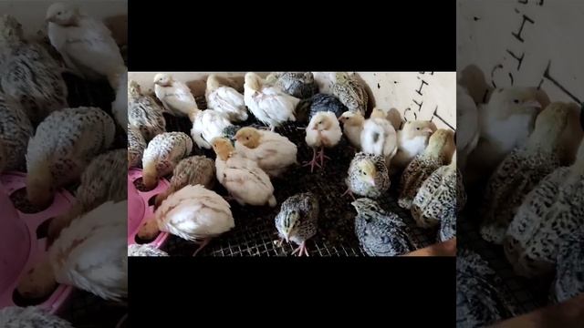 Видоизменения перепелов, 2 неделя. смотреть онлайн