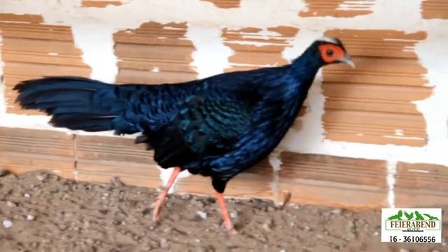 FAISAOEDWARD смотреть онлайн