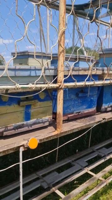 Ой, где я был сегодня?! Ура, я на пасеке, качаем майский мед! смотреть онлайн