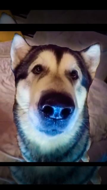 #МайкРоккиЛекси #хасмут @husmut смотреть онлайн