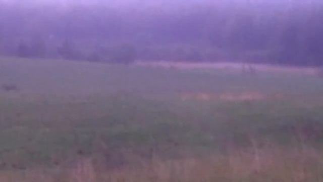 Олень выгнал кабанов и в конце двинул в мою сторону!!! смотреть онлайн