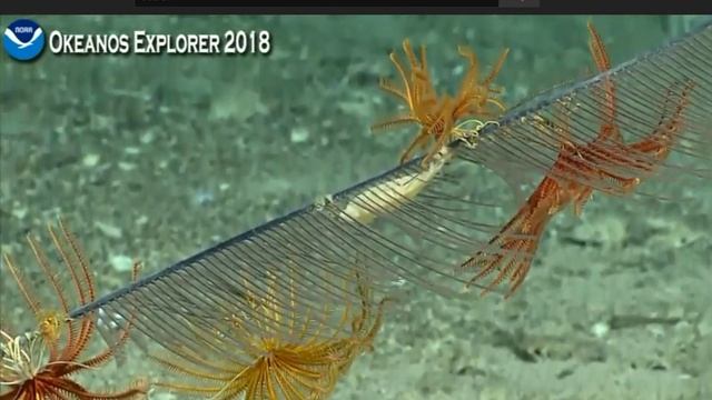 Beautiful Black Coral & Friends смотреть онлайн